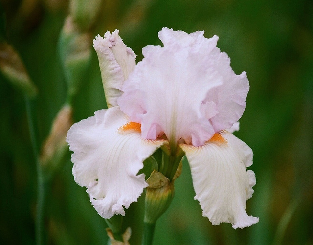 Iris Silwer shower