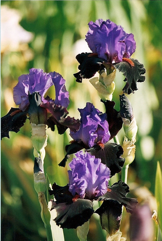 Iris Romantic Evening