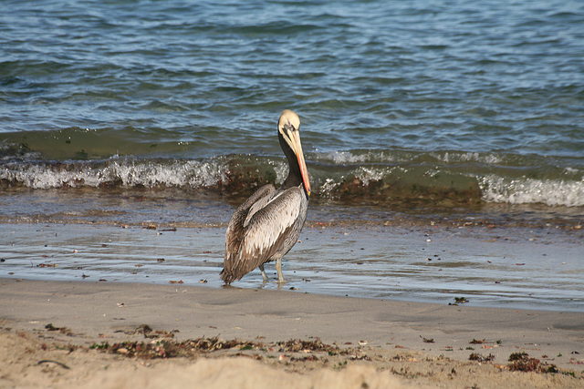 Peruvian Pelican