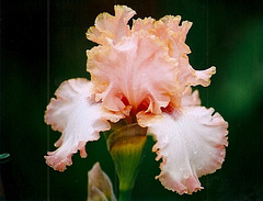 Iris Cutting Edge (4)