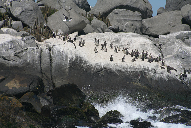 Peruvian Penguins