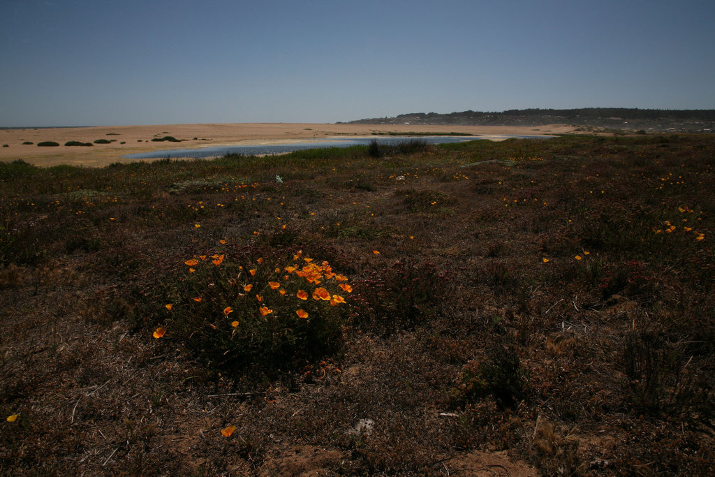 Wetland and dunes behind beach at Pichicuy