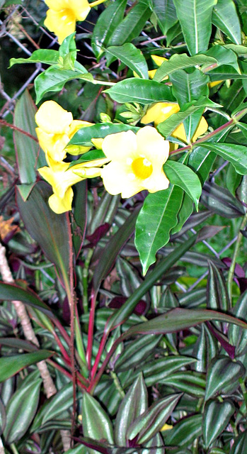 Allamanda taken Aug 22