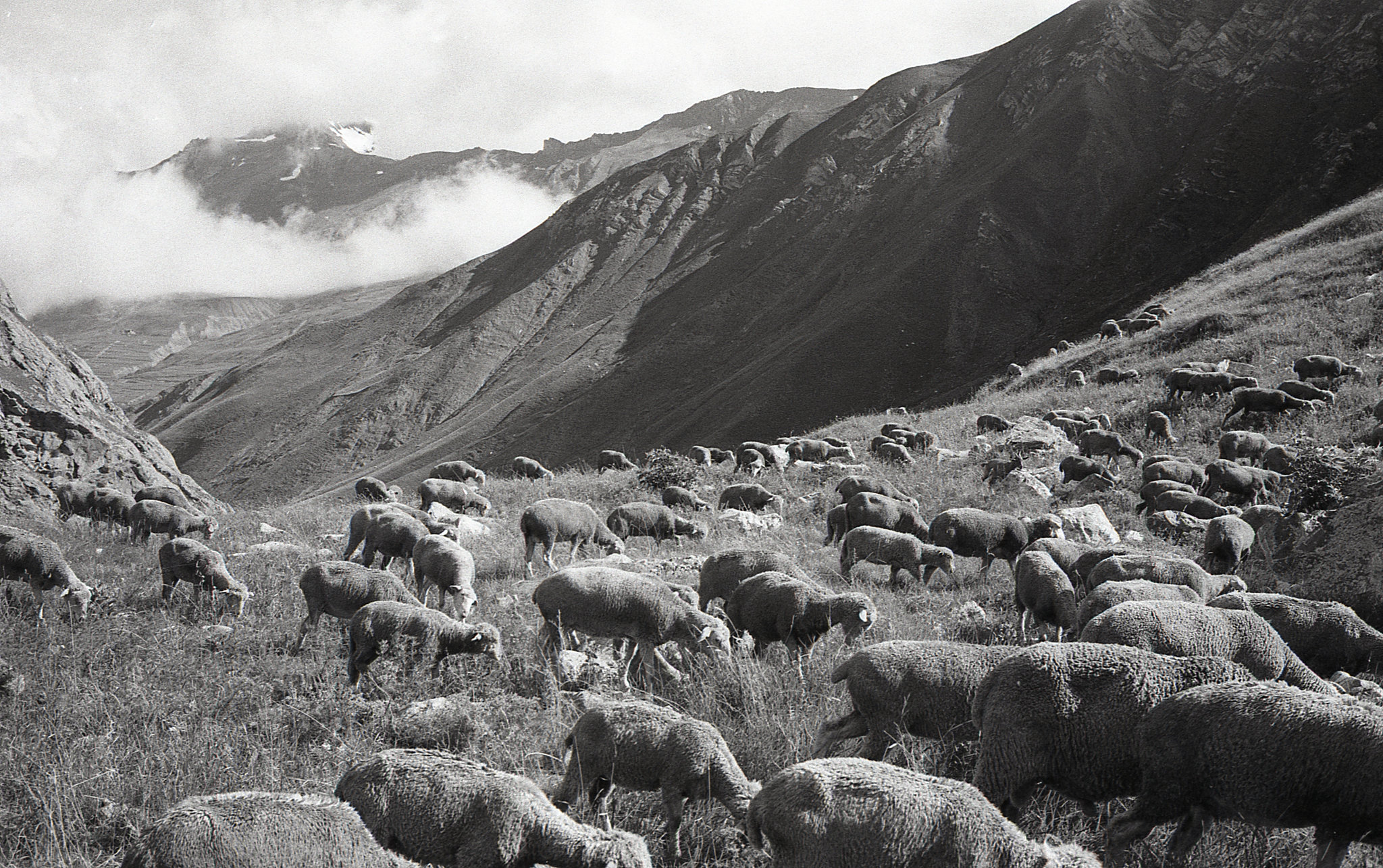 Revenons à nos moutons !