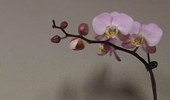 Orchids