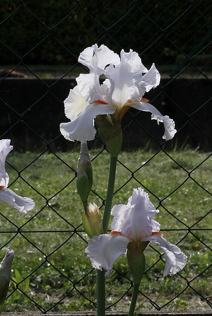 Iris 'Neige de Mai' Cayeux 1978 (11)