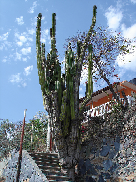 Zihuatanejo, Mexique / 10 février 2011.