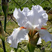 Iris 'Neige de Mai' Cayeux 1978 (12)