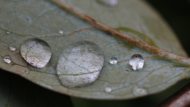 Gouttes d'eau