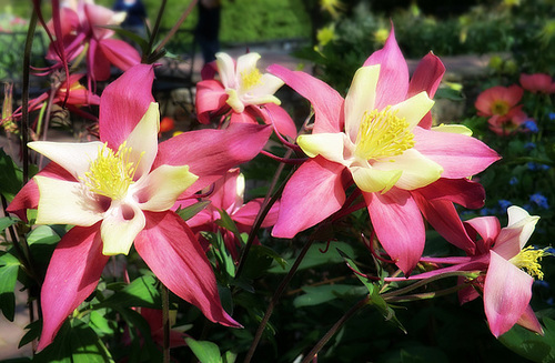 Columbine from Longwood Gardens