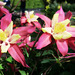 Columbine from Longwood Gardens