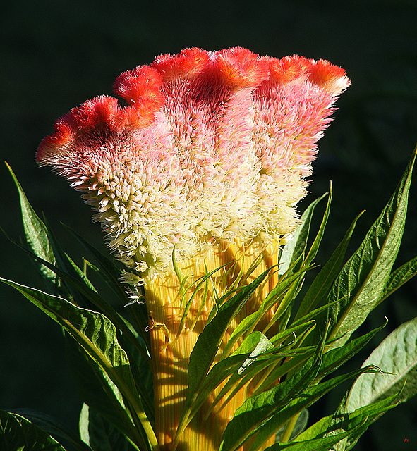 Furry flower