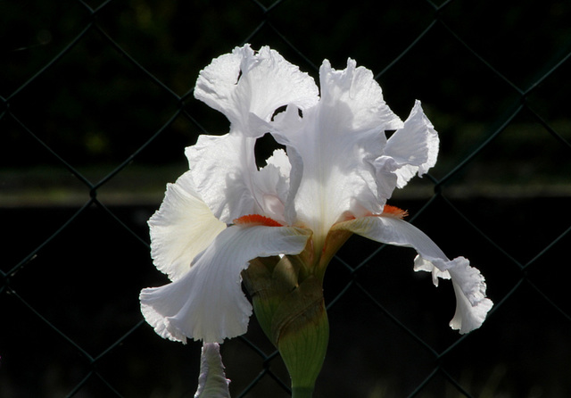 Iris 'Neige de Mai' Cayeux 1978 (10)