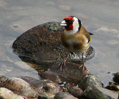 Goldfinch at the pond