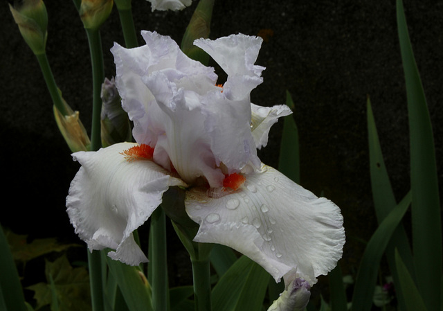 Iris 'Neige de Mai' Cayeux 1978 (6)