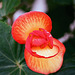 Begonia tubéreux grandiflora