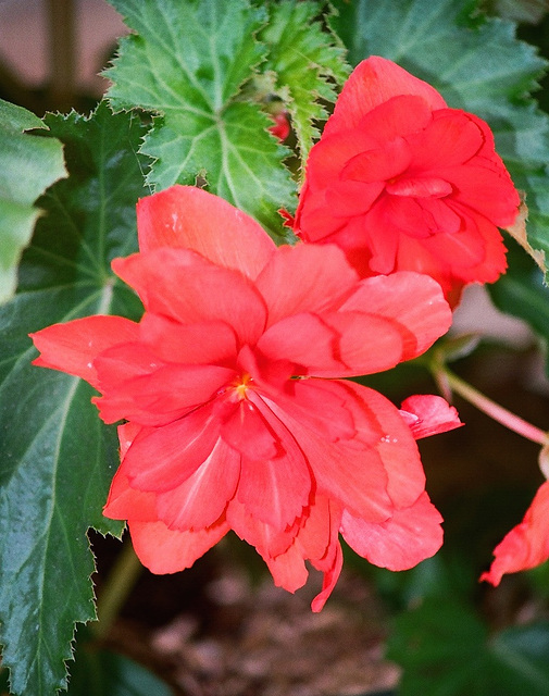 Begonia tubéreux grandiflora