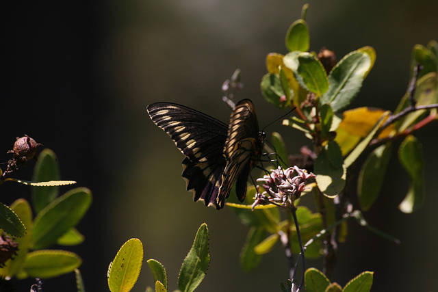 Swallowtail butterfly