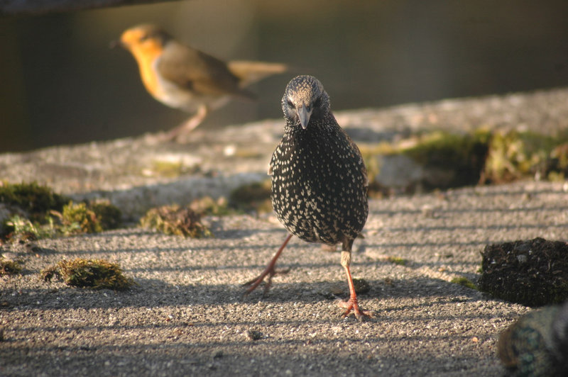 Star - starling - sansonnet