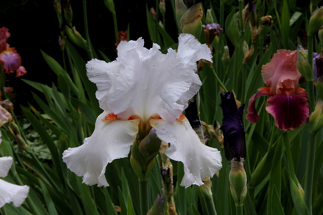 Iris 'Neige de Mai' Cayeux 1978 (4)