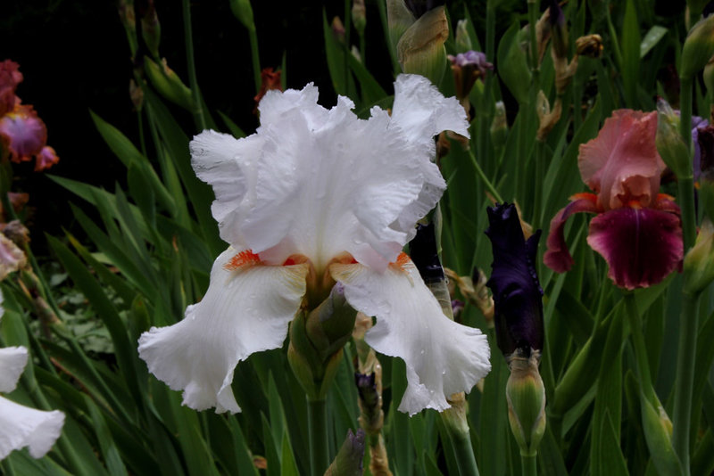 Iris 'Neige de Mai' Cayeux 1978 (4)