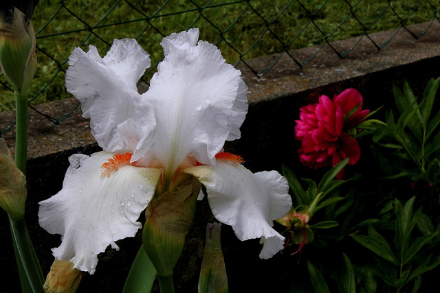 Iris 'Neige de Mai' Cayeux 1978 (2)