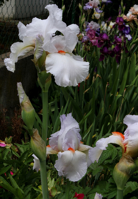 Iris 'Neige de Mai' Cayeux 1978 (3)