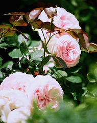 Rose pierre de Ronsard