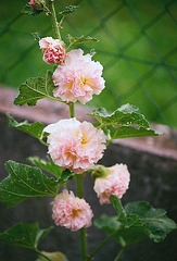 Rose trèmière
