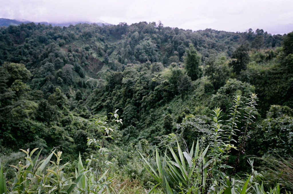 Yunnan green