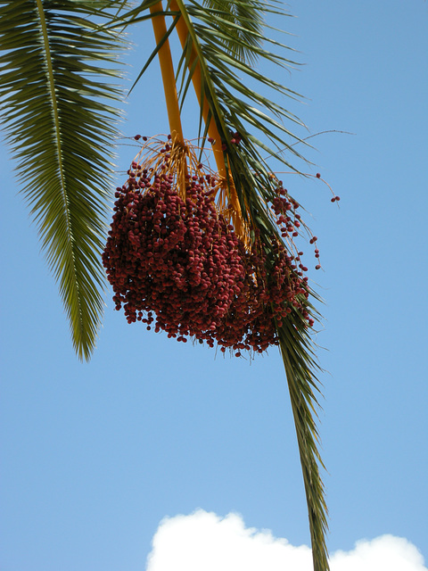 Frucht der Palme