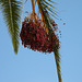 Frucht der Palme