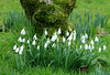 snowdrops under the apple tree