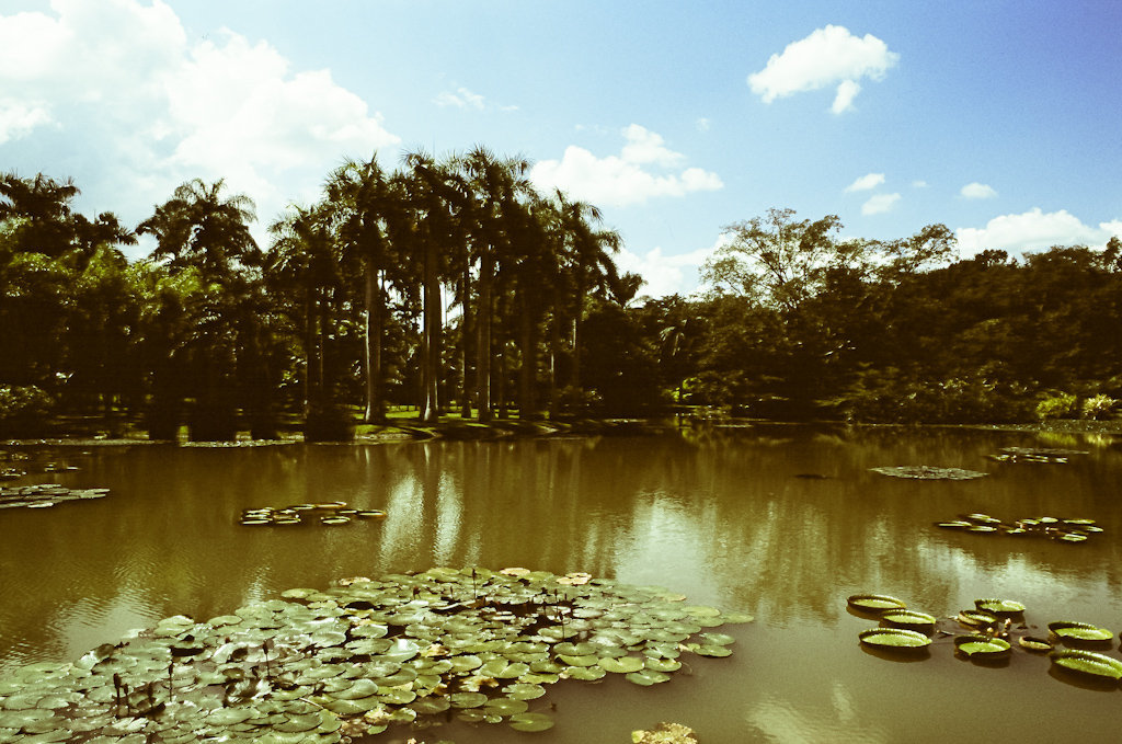 Garden of palms