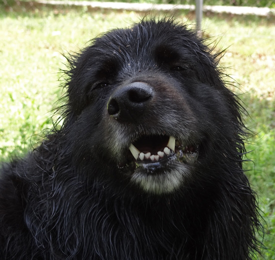 I dont care if I am dirty I loved the swim in the Magic Pond of Frogs