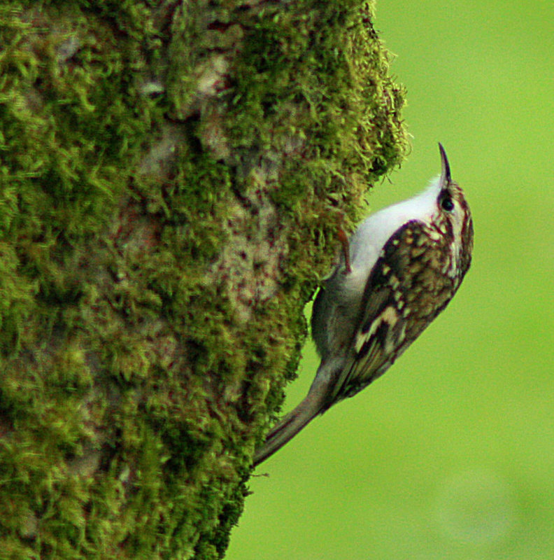 treecreeper creeping