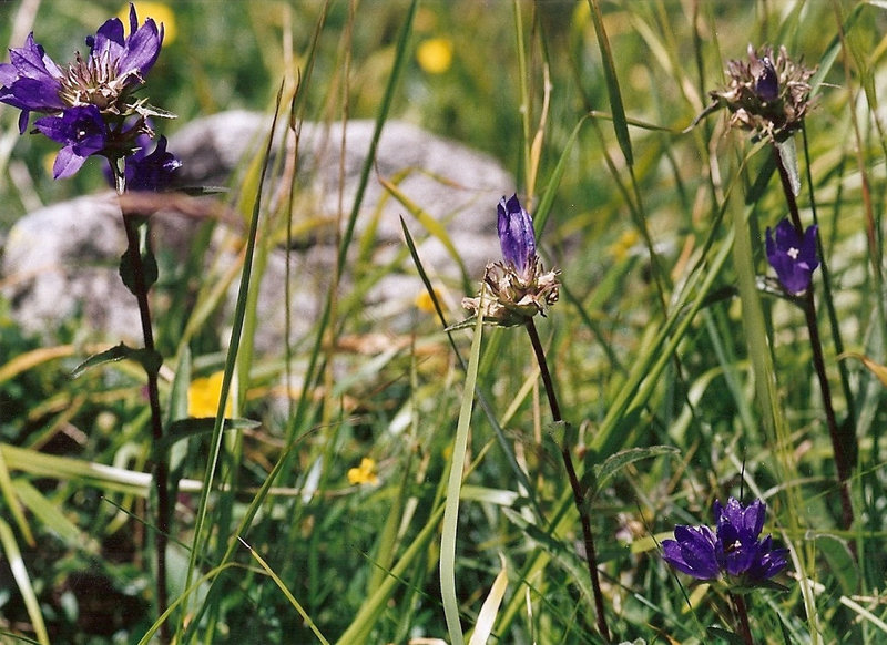 Campanule agglomérée