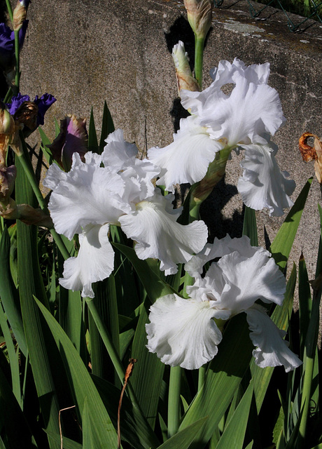 Iris blanc (5)