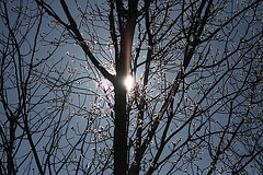 Le soleil dans l'arbre