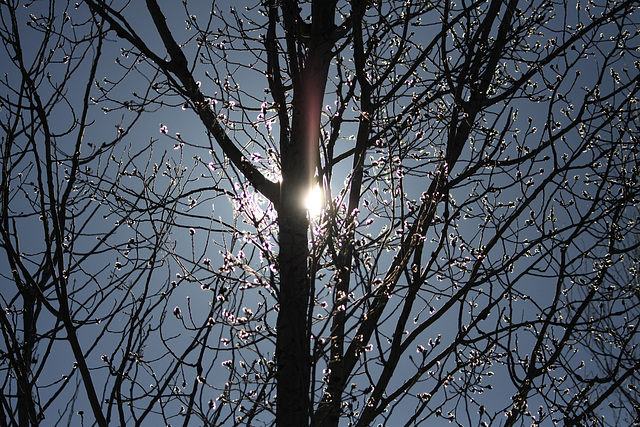 Le soleil dans l'arbre