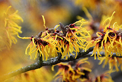 20110206 9595RAw [D~E] Zaubernuss (Hamamelis), Gruga-Park, Essen