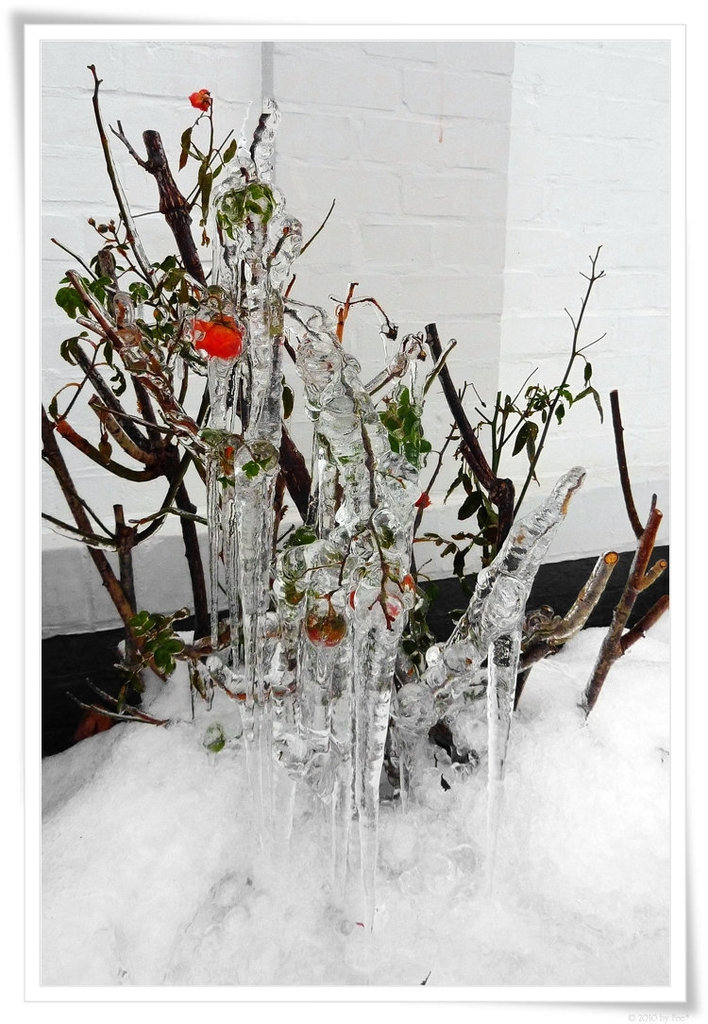 ice ☆ roses
