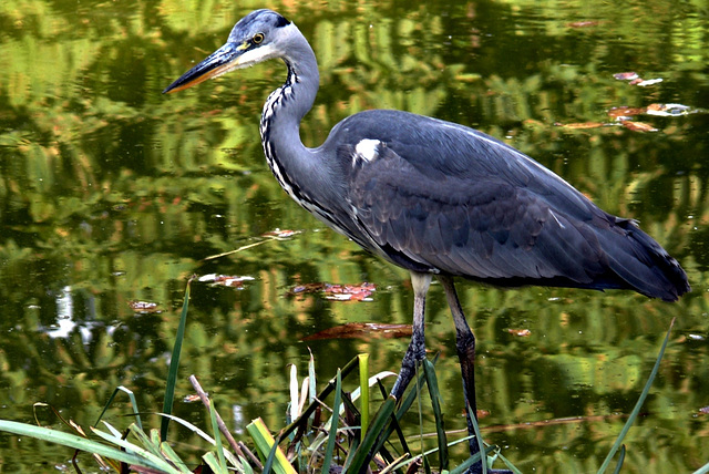 Heron pris aux Tuileries dans Paris