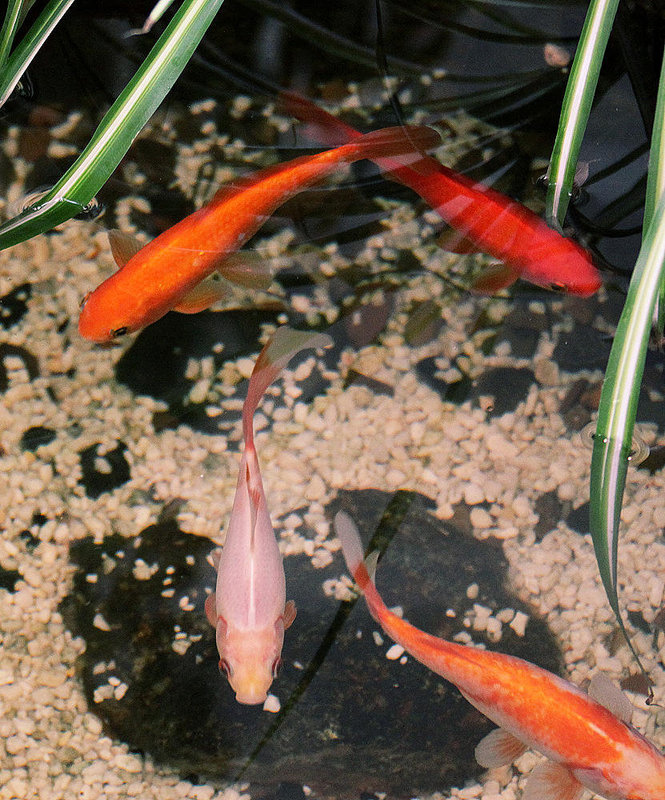 20100805 7392Aw [D~LIP] Goldfische, Wandelhalle, Bad Saluflen