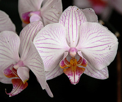 20100805 7393Aw [D~LIP] Orchidee, Wandelhalle, Bad SSalzuflen