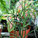 Euphorbia tiracalli (2)