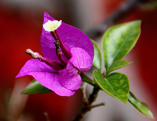 20100805 7401Aw [D~LIP] Drillingsblume (Bougainvillea glabra), Kurpark, Bad Salzuflen