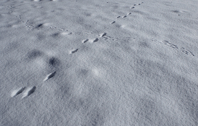 Tracks in the snow