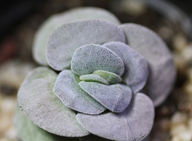 Crassula Morgan 's Beauty (2)