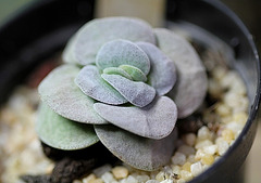 Crassula Morgan's Beauty